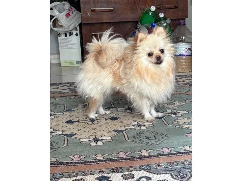 2 yaşında dişi pomeranian yer denizli