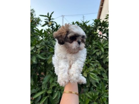 Son 2 adet shih tzu 1 erkek 1 dişi