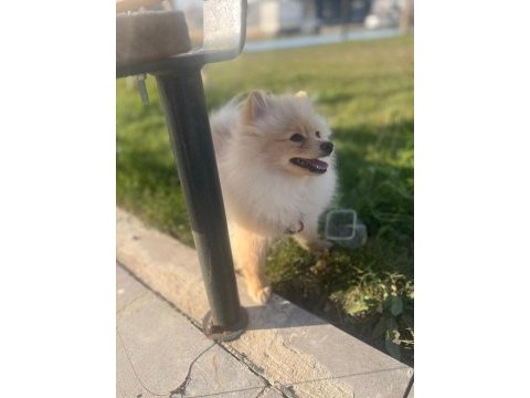 Sevgi bağımlısı 6 aylık erkek pomeranian