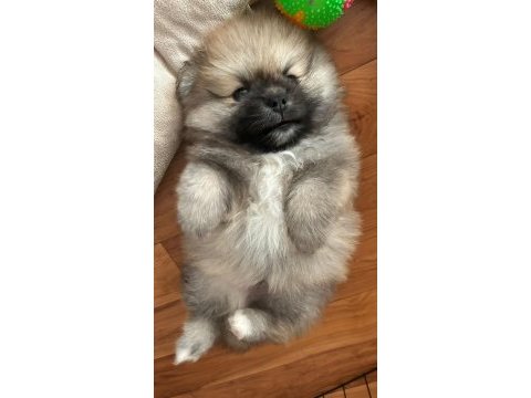 Sağlıklı pomeranian boo