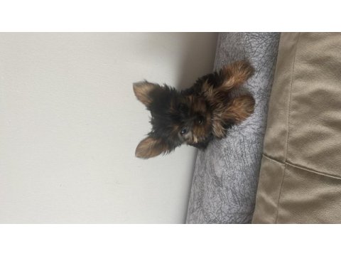 Safkan minik prenses minik prens yorkshire terrier