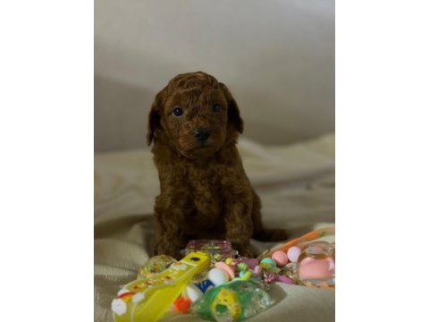 Teacup red brown kore poodle yavrular