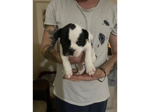 1 erkek ve 1 dişi 1 aylık yavru french bulldoglar