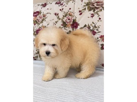 Sütlü kahveli maltipoo