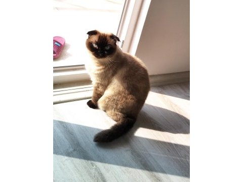 Scottish fold kedimiz