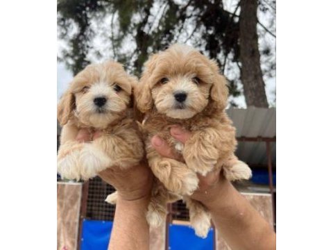 Elit patiler farkıyla maltipoo yavrular