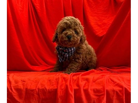 Orijinal toy poodle yavruları
