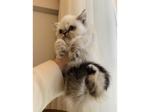 Güzellik abidesi persian dişiler