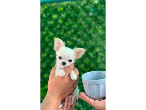 A+ teacup elma kafa şivava bebekler