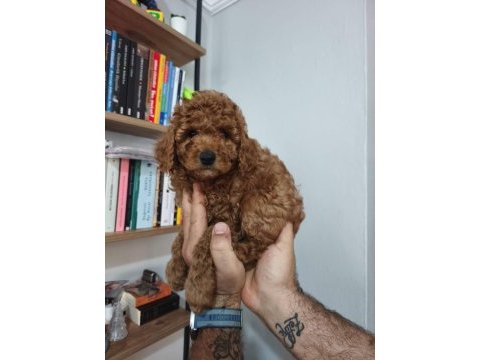 Toy poodle köpeği