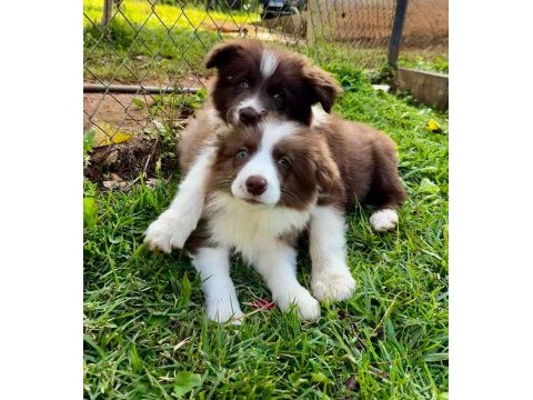 Türkiyenin en güvenilir çiftliğinden border collie