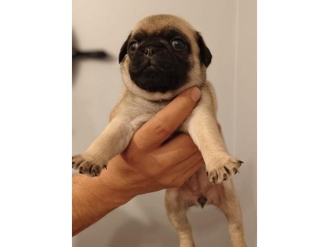 Pug yavrularım yeni sahibini bekliyor