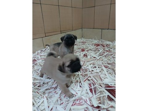 Akkuş üretim çiftliğinden pug yavruları