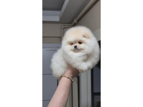 Üst kalite orijinal ırk ayıcık yüz pomeranian boo