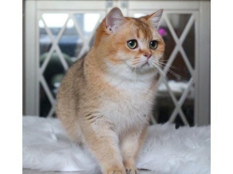 By11 ny 12 safkan şecereli kedilerim