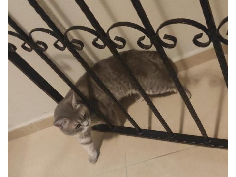 Kedimiz pundiğe güzel bir yuva