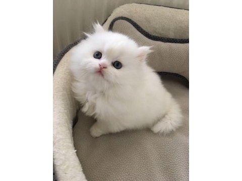 Tertemiz evimden 2 aylık erkek iran kedisi bebeğim