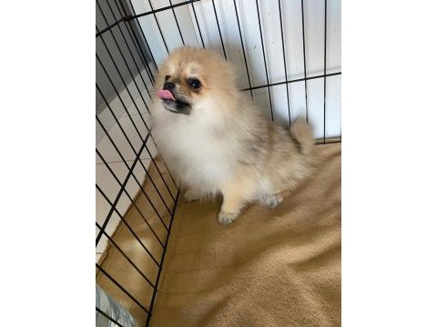 Pomeranian dişi bebekler