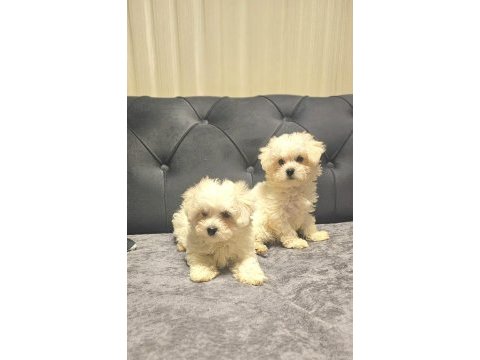 A kalite maltese terrier