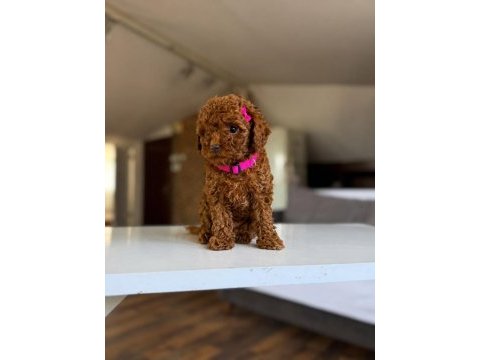 Kore poodle yavru