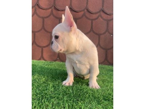 Cream french bulldog