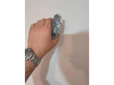 Acil satılık konuşan muhabbet kuşu