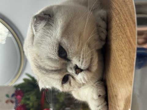 Erkek scottish fold kedisi