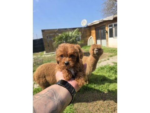 Sağlıklı maltipoo bebekler