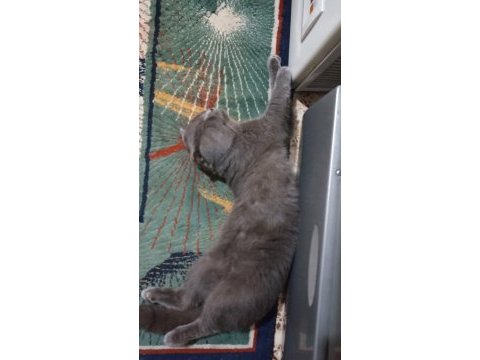 British shorthair kedime yeni yuva arıyorum ücretli!