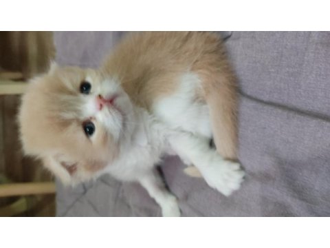 Harika iran kediler sahiplerini arıyor