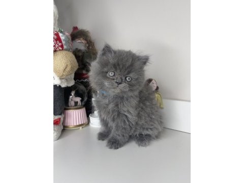Safkan british longhair yavrularımız