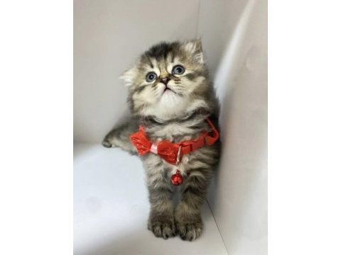 British longhair kar beyaz ve tabby yavrular