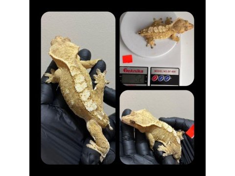 Sağlıklı crested geckolar üst kalite