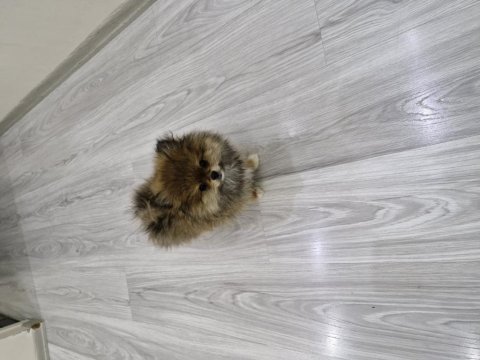 Erkek pomeranian boo 2,5 aylık