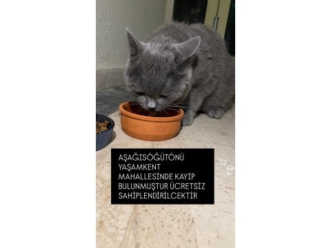 Sahipsiz kayıp kedimiz