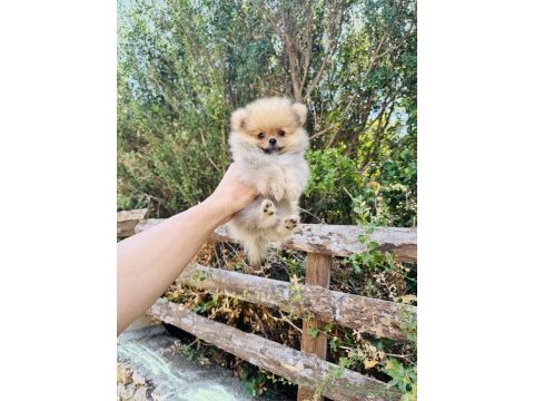 Irk ve sağlık garantili pomeranian bebekler