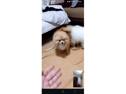 Pomeranian bebekler