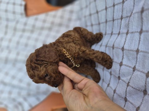 Kore erkek poodle yavrumuz