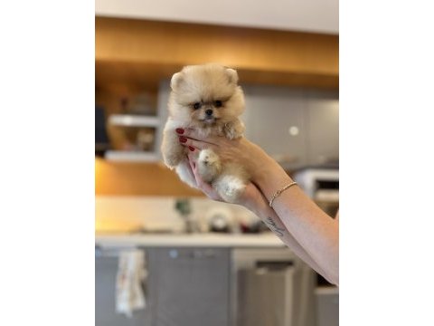 Mini teacup ayıcığımız pomeranian boo bebek