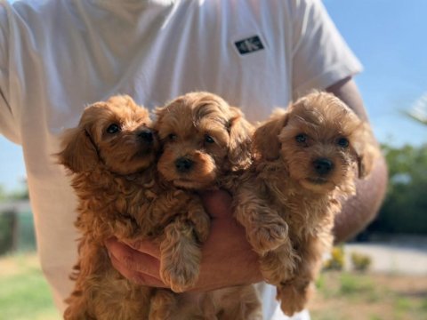 Maltipoo bebekler