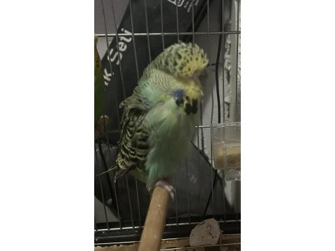 Show erkek ve dişi muhabbet ve yerli dişi muhabbet