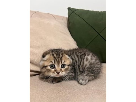 Isparta izmir gönderim mevcut 2 aylık scottish fold