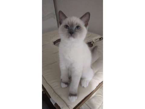 Mitted bebek kedilerim güzel ailelerini bekliyor