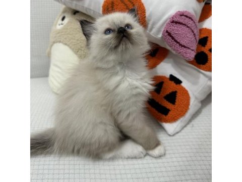 Safkan scrli anne-babadan ragdoll yavrular