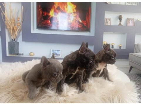 Uygun mükemmel üst düzey kalite anatomi french bulldog