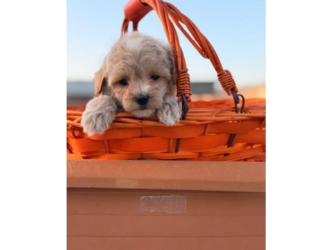 Maltipoo yavrumuz