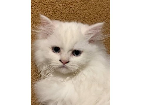 British longhair bursa 5 adet acil ücretsiz