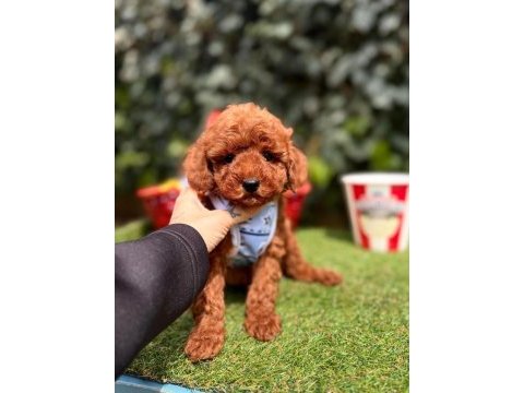 Safkan toy poodle yavrular