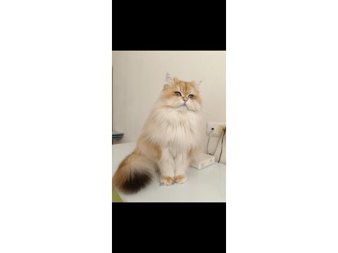 Karizmatik british longhair oğlum köfte