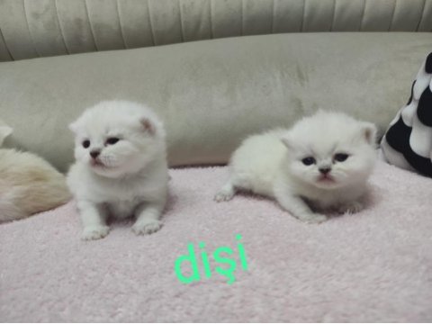 Scottish fold minikler sizleri bekliyor kendi kedilerim